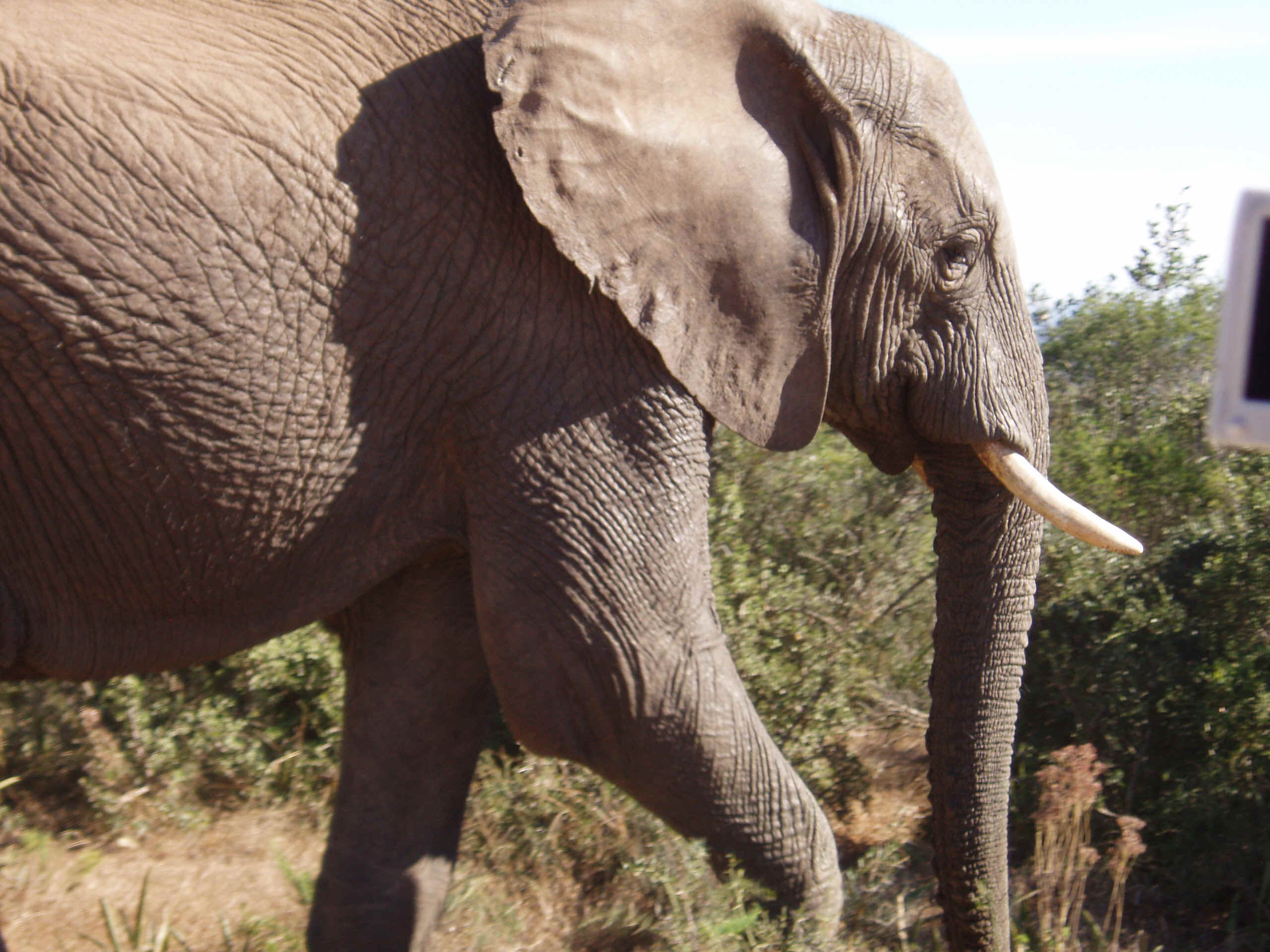 addo close up.jpg (1045974 bytes)