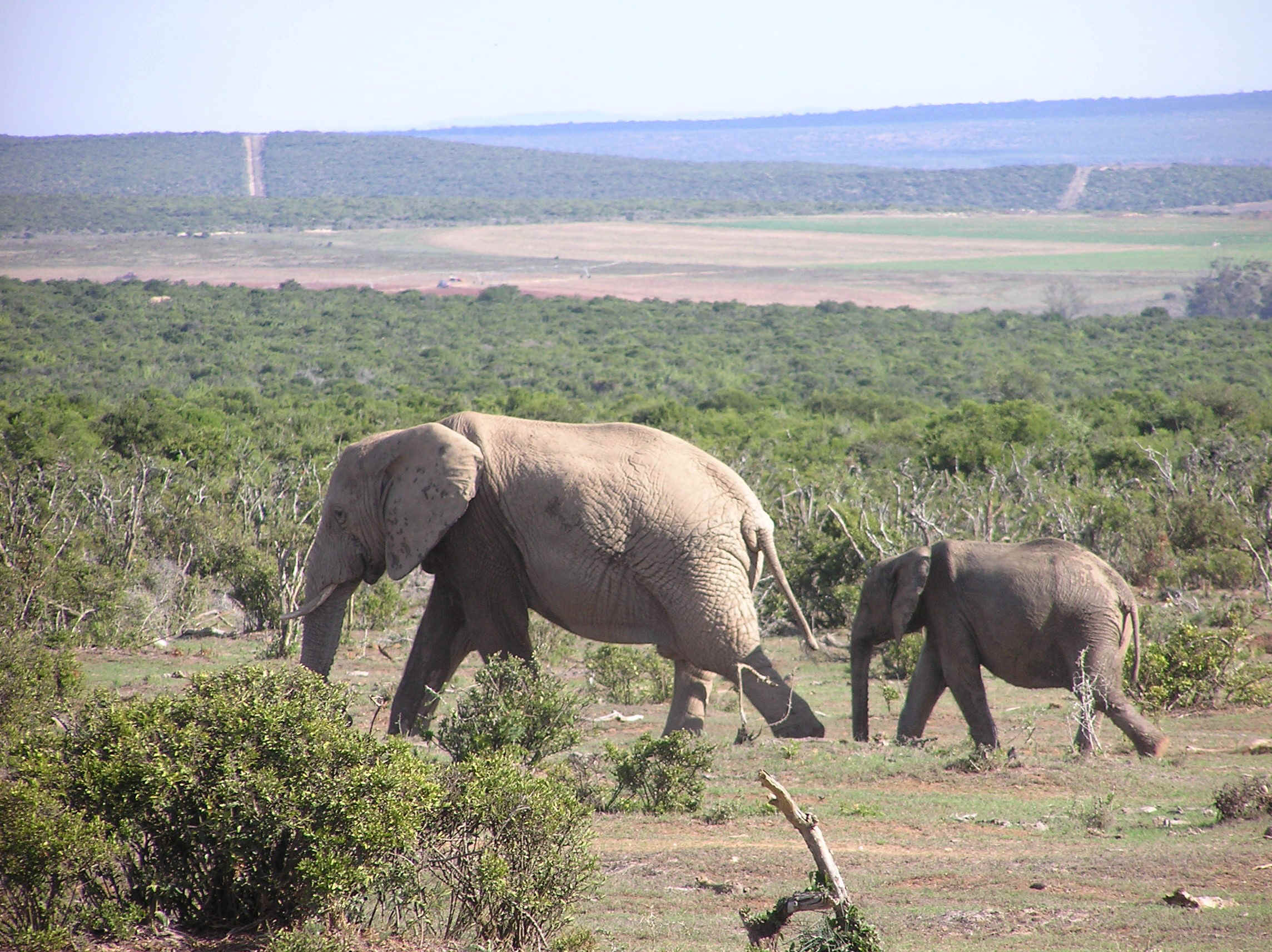 addo elephant.jpg (1026785 bytes)