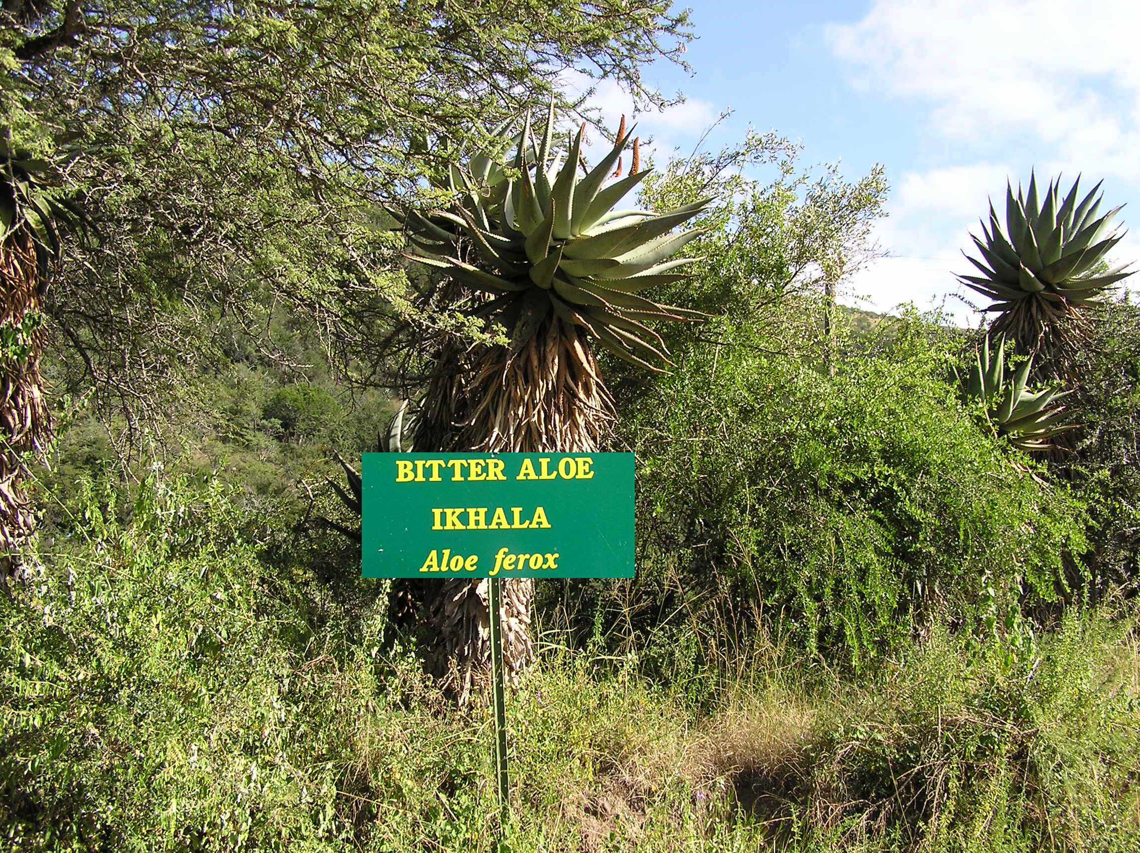 aloe sign.jpg (1761906 bytes)