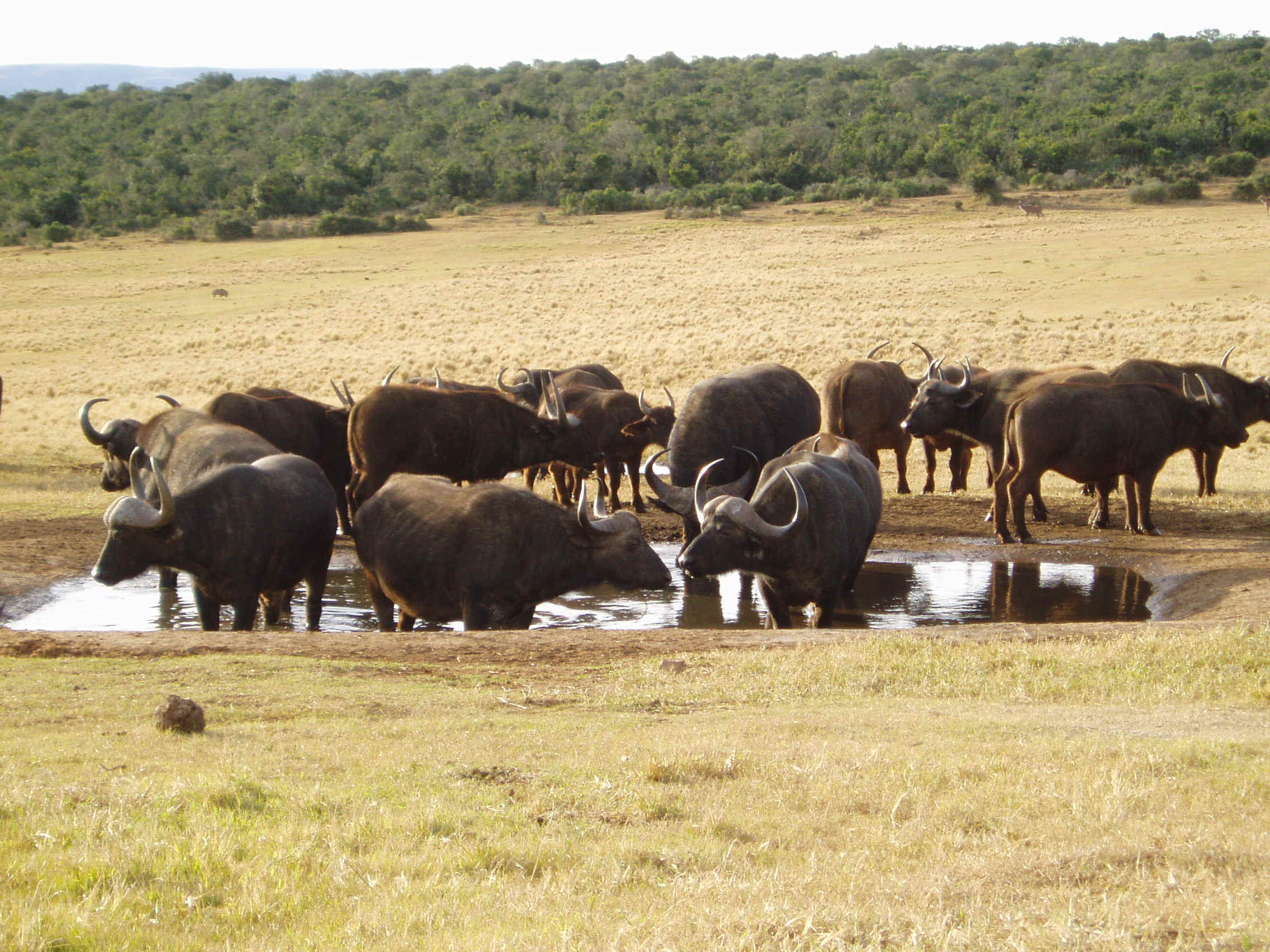 buffalo at addo.jpg (898097 bytes)