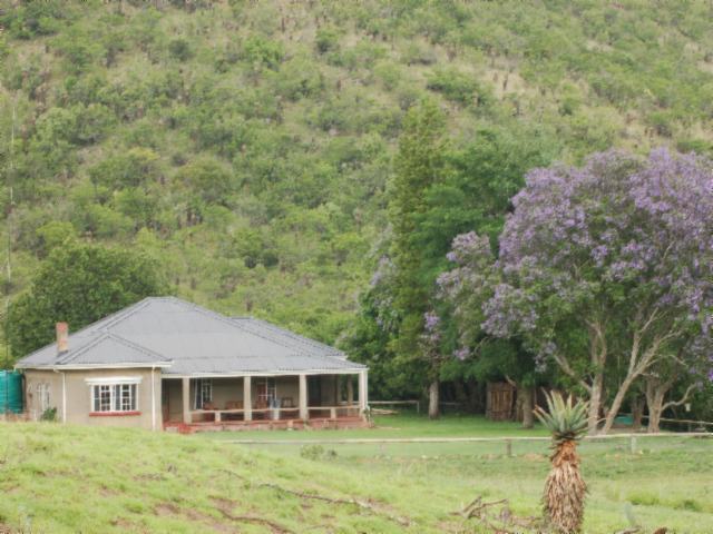 house & jacaranda.JPG (57079 bytes)