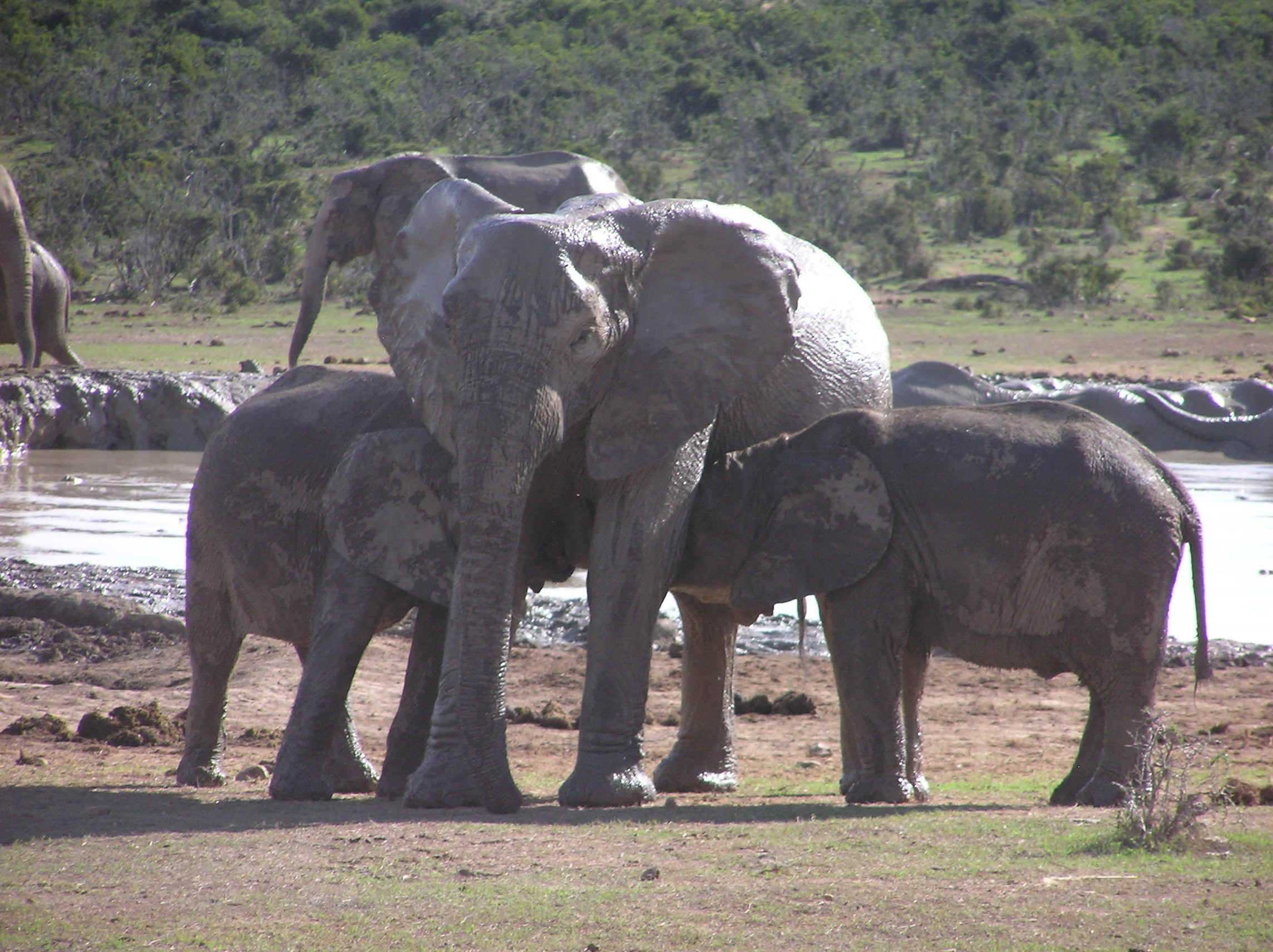 addo1.jpg (817731 bytes)