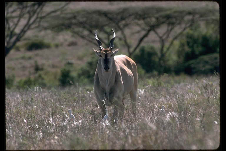 eland bull.jpg (98496 bytes)