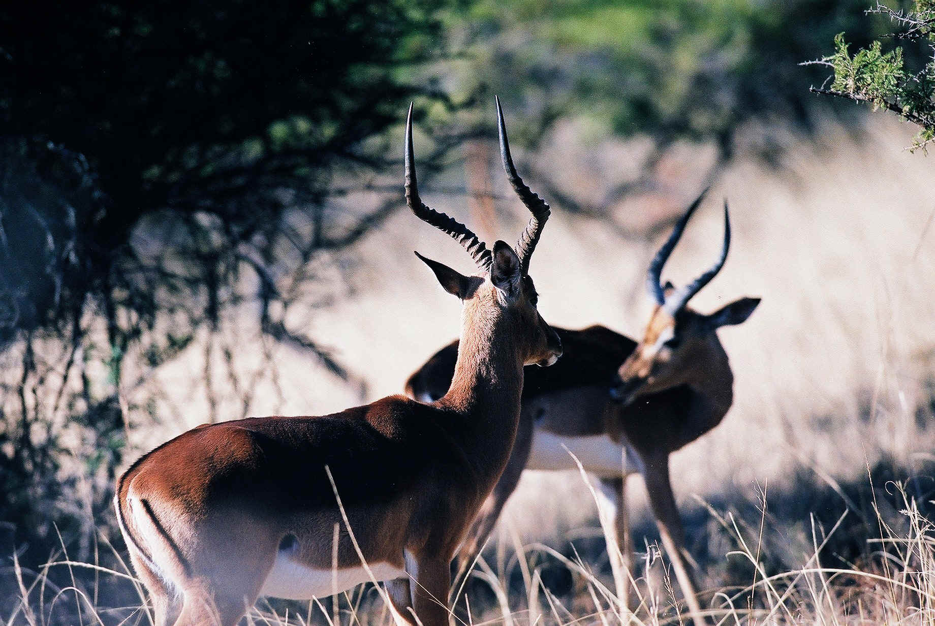 impala 2.jpg (973486 bytes)