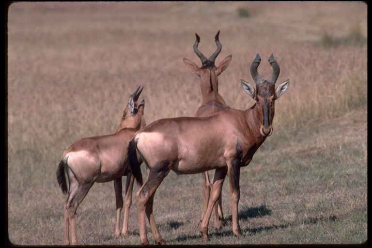 red haretebeest.jpg (94102 bytes)