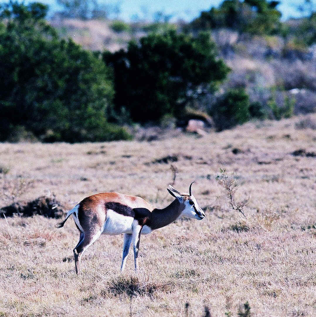 springbuck 3.jpg (647225 bytes)