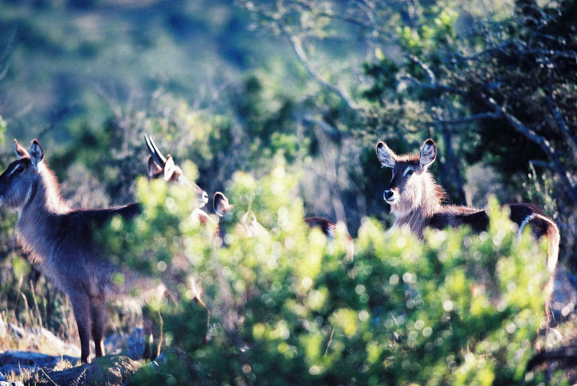 waterbuck young.jpg (1162817 bytes)