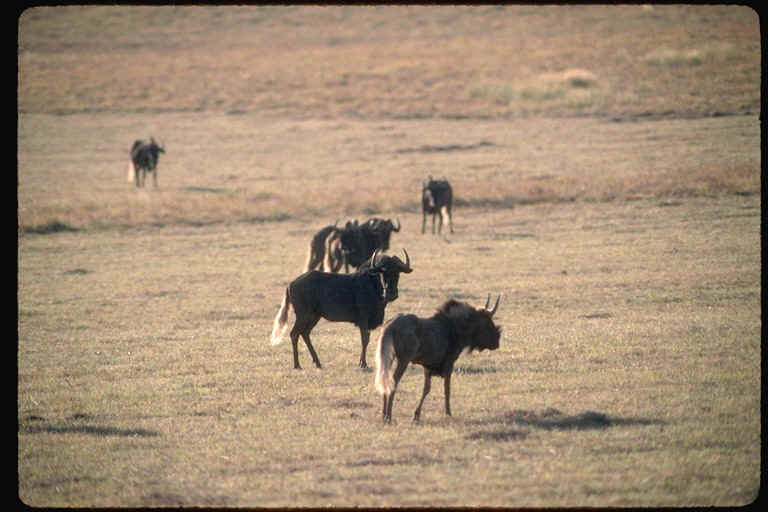 wildebeest 1.jpg (111941 bytes)